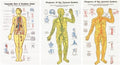Anatomical charts for reference and training used in funeral service operations, from lynch supply