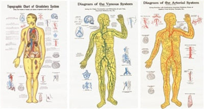 Anatomical charts for reference and training used in funeral service operations, from lynch supply