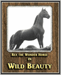 WILD BEAUTY - 1927 - HUGH ALLEN - SILENT - RARE DVD